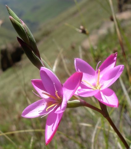 Hesperantha baurii subsp. baurii buds in bracts